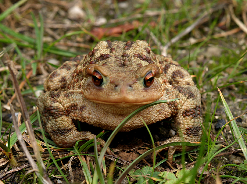 Bufo bufo